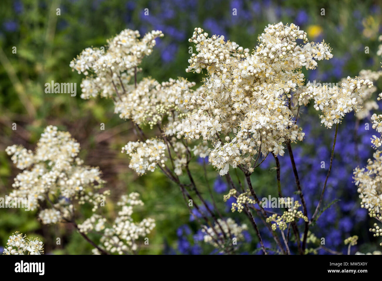 Filipendula vulgaris " Plena ", Dropwort erbaceo perenne duro Foto Stock
