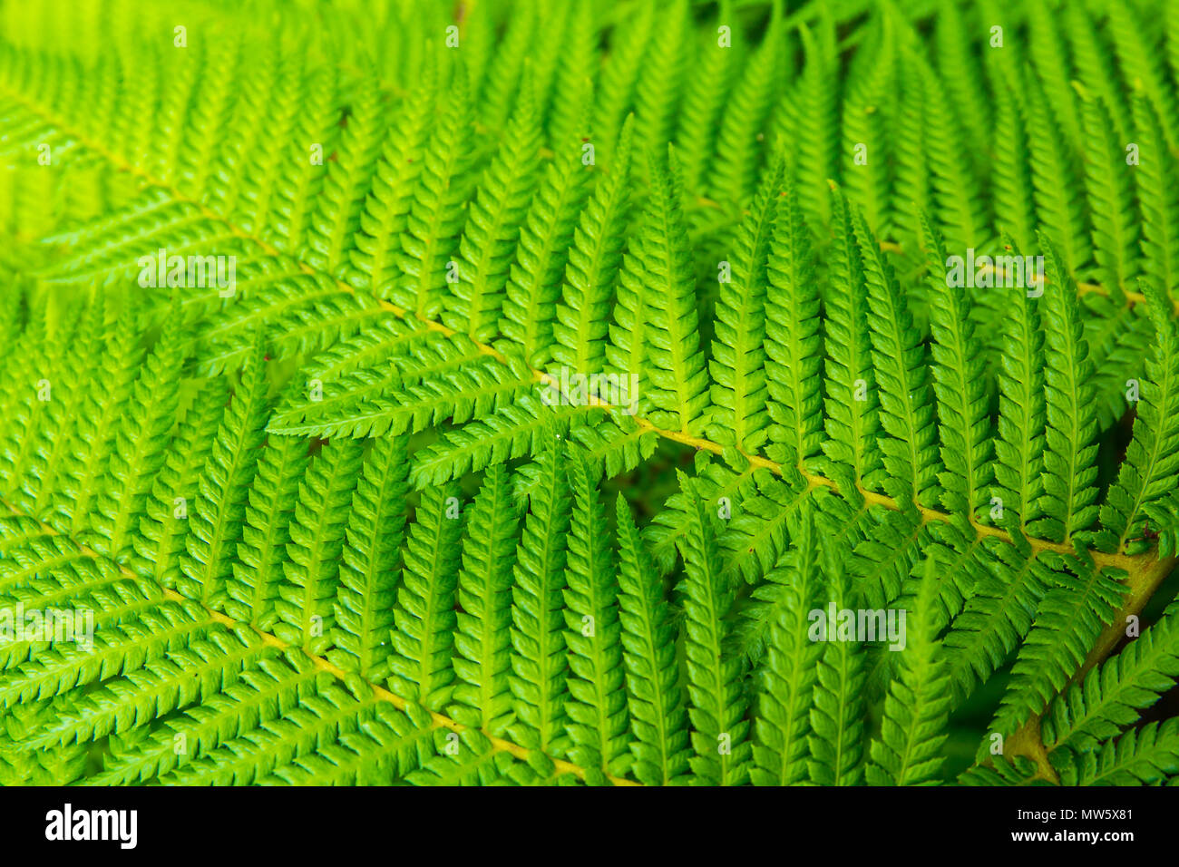 Tree fern frond pattern astratti e texture di sfondo Foto Stock