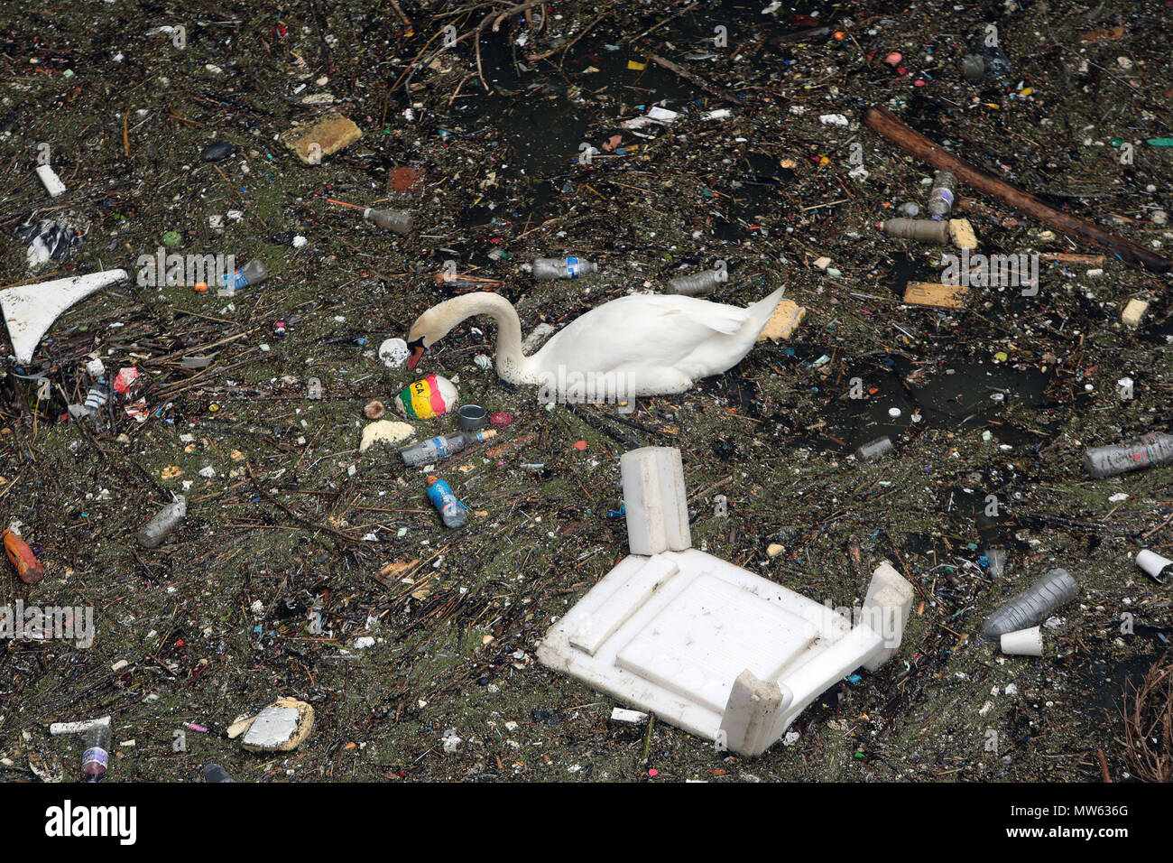 Un cigno nuota e feed amoungst rifiuti e inquinamento gettato nel fiume Tamigi in Limehouse Londra Foto Stock