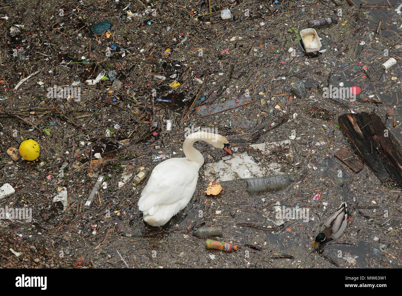 Un cigno nuota e feed amoungst rifiuti e inquinamento gettato nel fiume Tamigi in Limehouse Londra Foto Stock