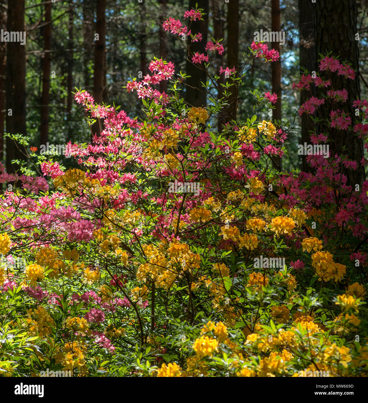Atzaleas fioritura nel Parco di rododendro a Helsinki Foto Stock