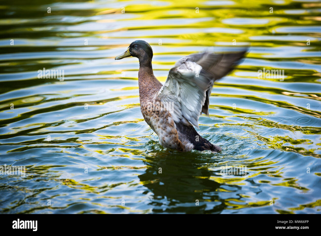 Testa verde di anatra con ali aperte nell'acqua. Foto Stock