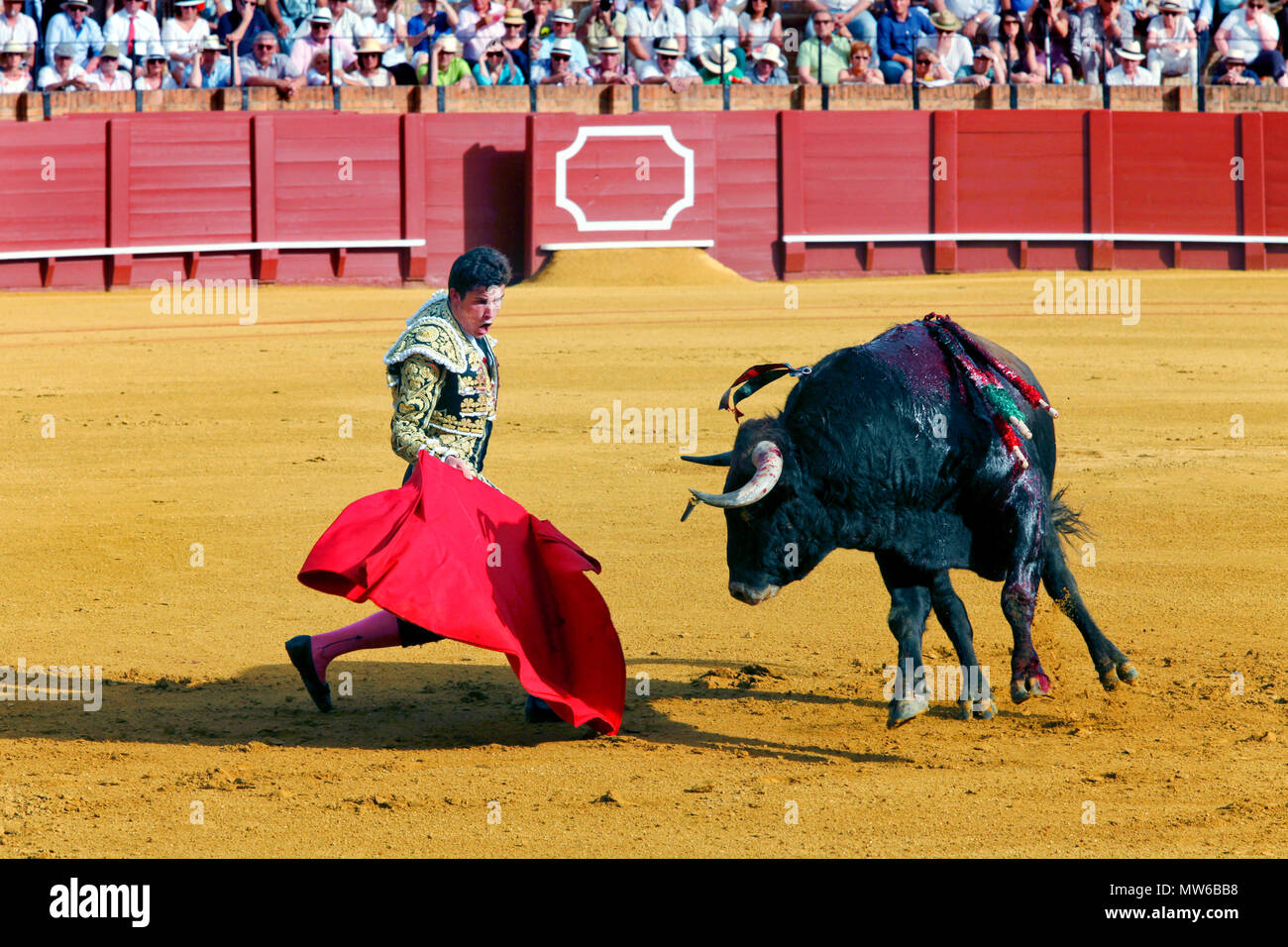 La corrida durante la Feria de Abril di Siviglia, Fiera Plaza de toros de la Real Maestranza de Caballería de Sevilla Bullring, Siviglia, Spagna Foto Stock