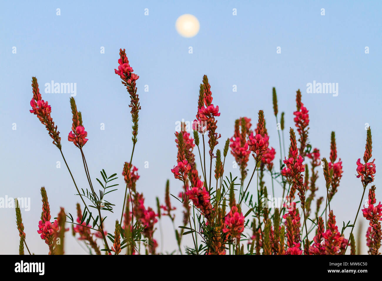 Wild fiori di colore rosa al tramonto per la luna piena, la fauna selvatica e delle stagioni Foto Stock