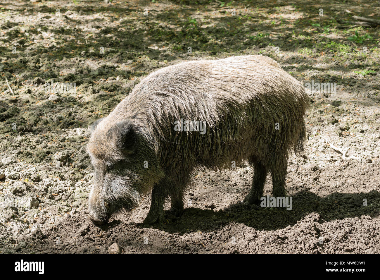 Giovani cinghiali, Białowieża foresta Primaeval, Voivodato Podlaskie, Polonia Foto Stock