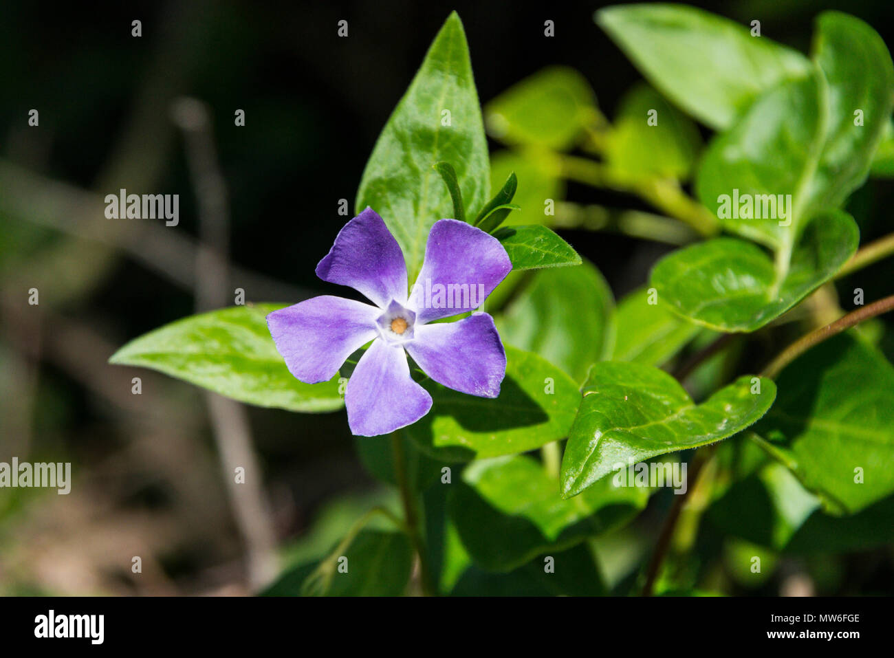 Una maggiore (pervinca Vinca major) in fiore Foto Stock