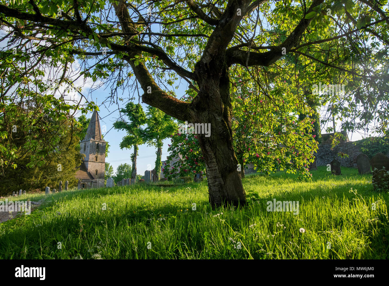 Di sera la luce del sole di primavera nel villaggio Costwold di Notgrove. Notgrove Cotswolds, Gloucestershire, Inghilterra Foto Stock