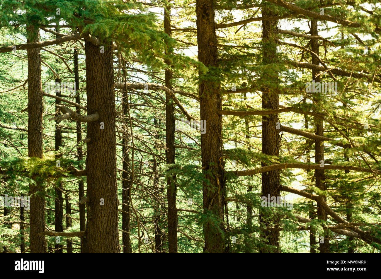 Pini fitti con il golden mattina tramonto cadere sulle foglie verdi e linee. Girato in shimla treks come questo sono le preferite per i turisti Foto Stock
