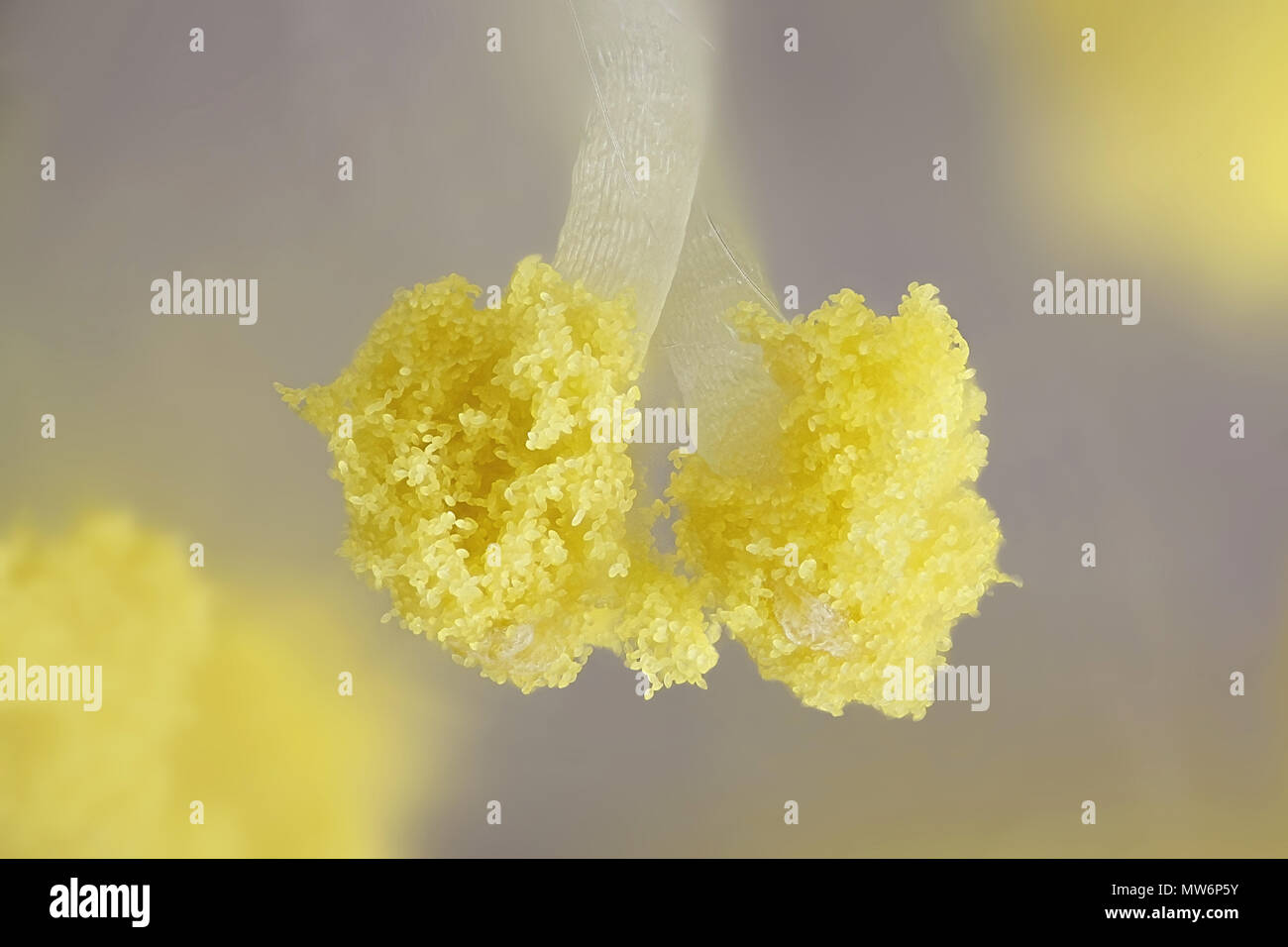 Il polline di un salice, immagine al microscopio Foto Stock