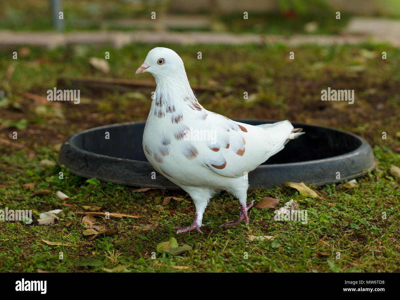 Always On The Lookout Immagini e Fotos Stock - Alamy