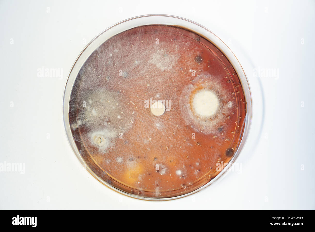 Piastra di petri con colonie di batteri Foto Stock