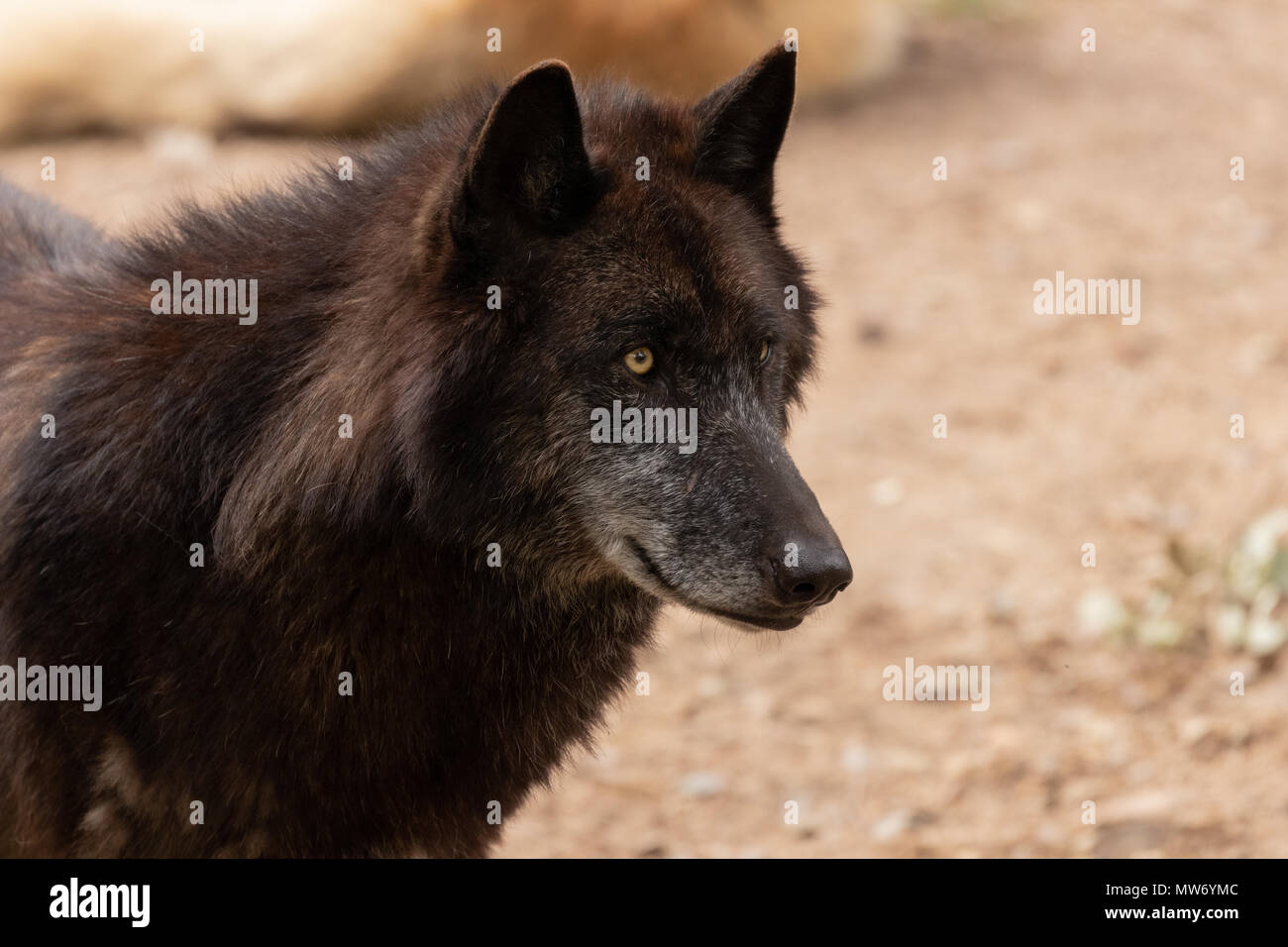 Ritratto di un lupo grigio con pelo nero Foto Stock