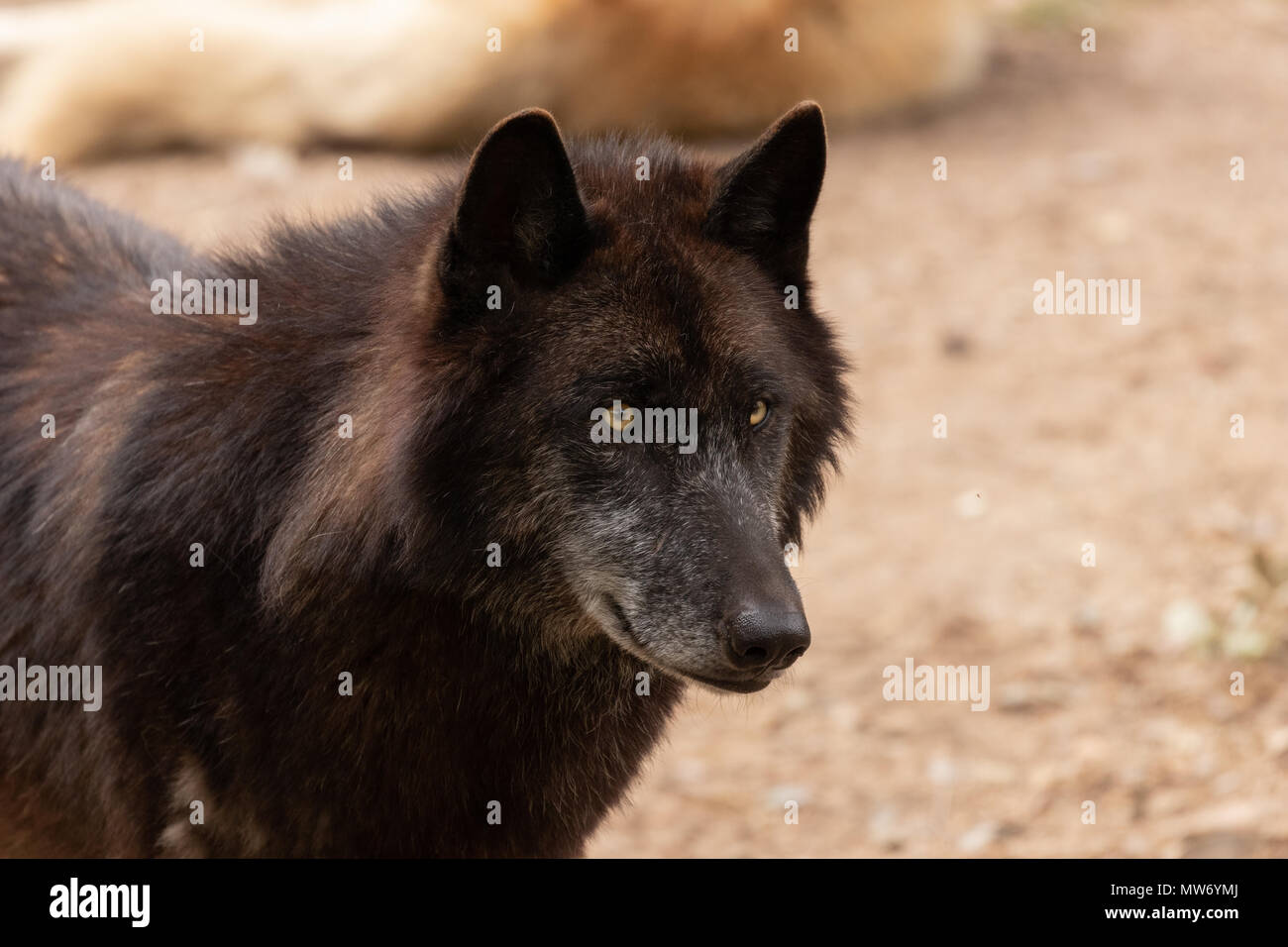 Ritratto di un lupo grigio con pelo nero Foto Stock