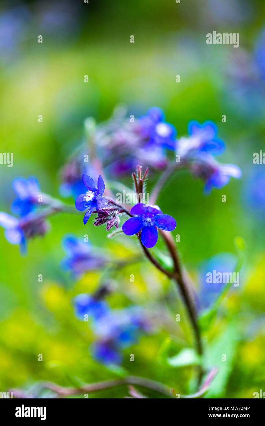 Italiano (bugloss Anchusa azurea) fiori nel giardino Foto Stock