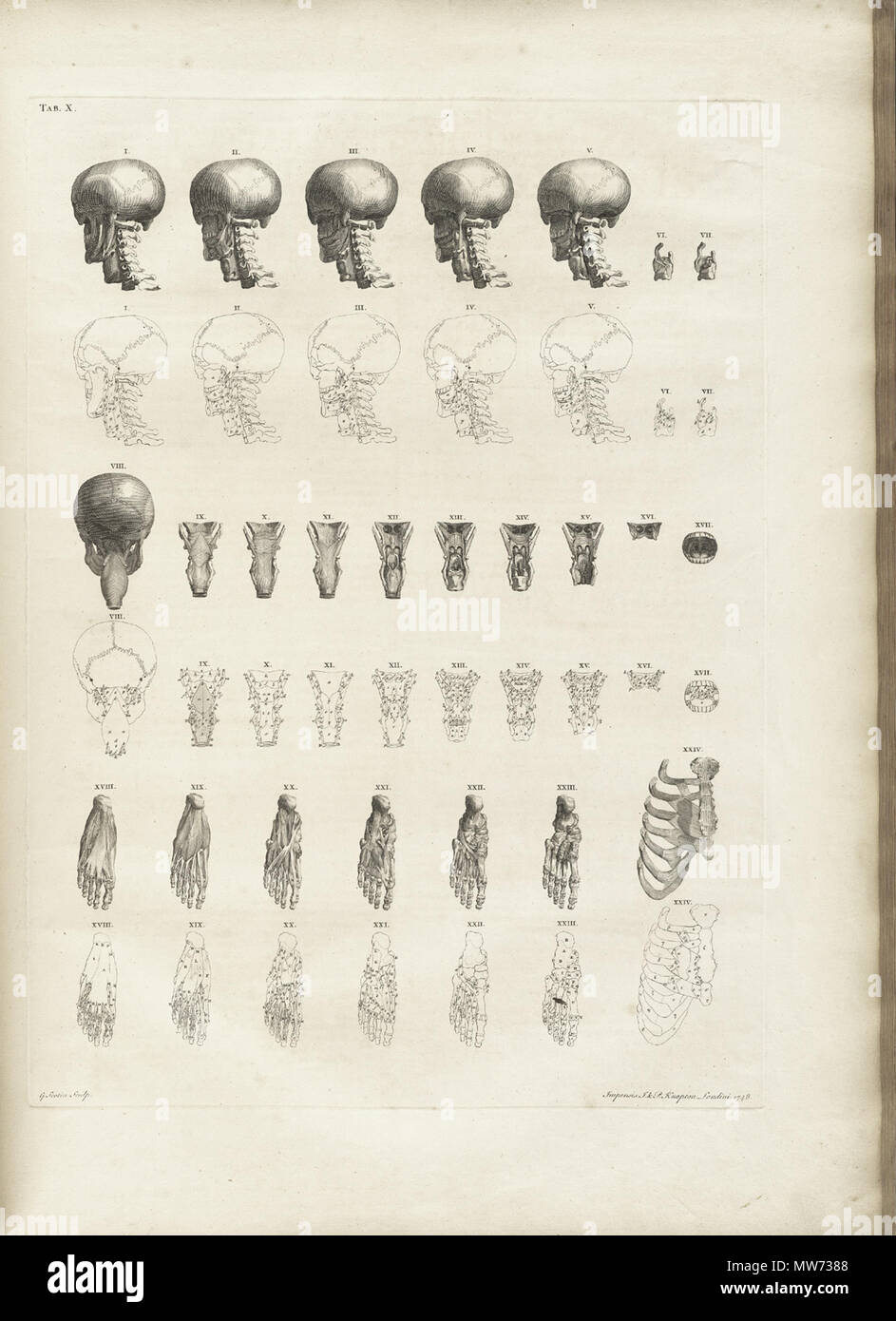 . Inglese: Autore: Albinus, Bernhard Siegried, 1697-1770. Artista: Wandelaar, Jan, 1690-1759. Incisori: Charles Grignion (1717-1810), Jean-Baptiste Scotin (b. 1678); Ludovico-Antonio Ravenet (fl. 1751); e Louis-Pierre Boitard (fl. 1750). Titolo: Tabulae sceleti et musculorum corporis humani. Titolo come appare sulla pagina del titolo: Bernardi Siegfried Albini Tabulae sceleti et musculorum corporis humani. Pubblicazione: Londini : Typis H. Woodfall, impensis Johannis et Pauli Knapton, M.DCC.XLIX. [1749]. Fascicolazione: [94] p., XXV [ossia 40] lascia di piastre ; 72 cm. Note generali: pubblicato per la prima volta in Le Foto Stock