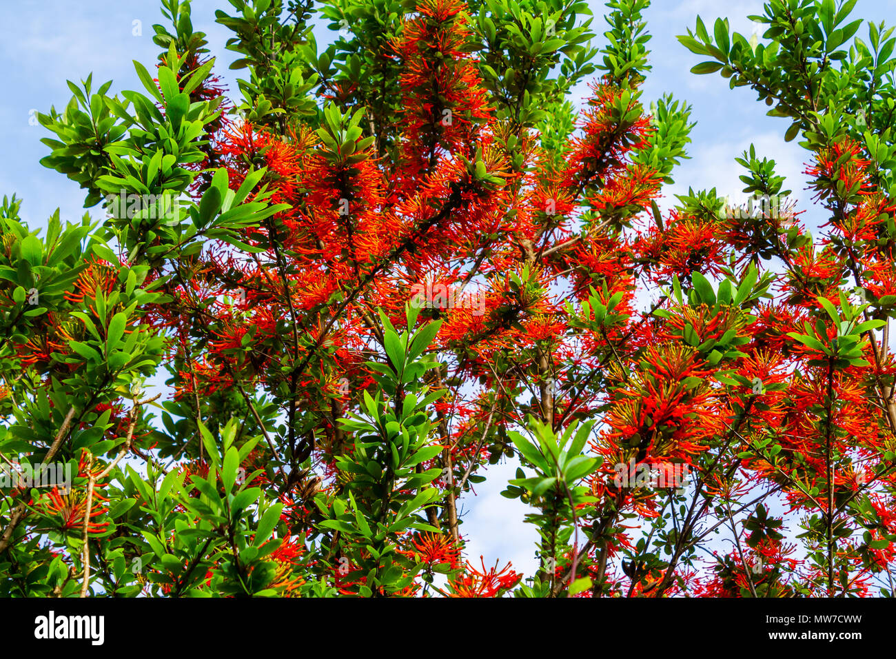 Embothrium coccineum fuoco cilena bush o cilena fire tree, nel pieno fiore all'inizio dell'estate. Foto Stock