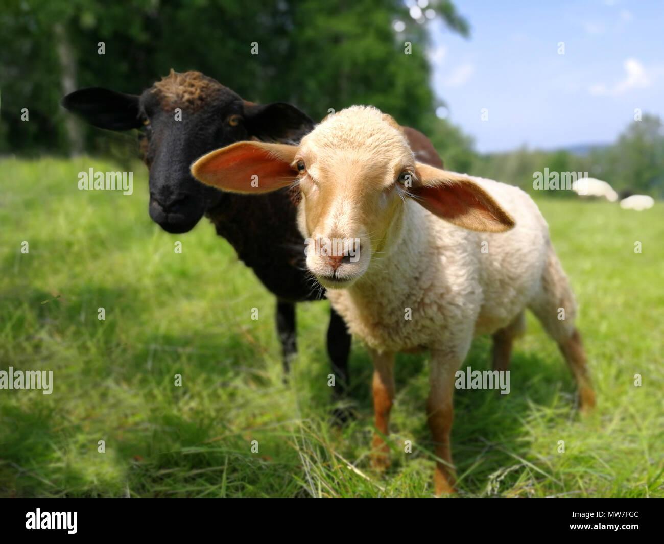 Un bianco e un nero baby pecore sono in piedi sul prato verde. Foto Stock