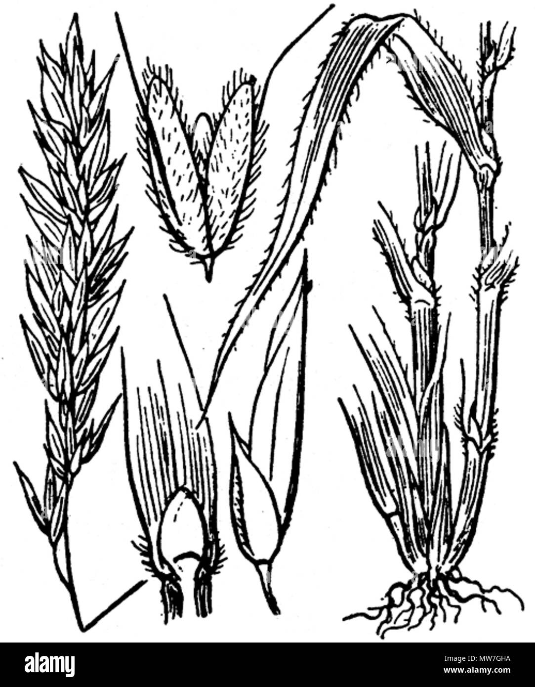 . Inglese: Dolce Vernal-Grass (Anthoxanthum odoratum), un attacco da Hippolyte Coste (1858-1924), Flore descrittivo et illustrée de la France de la Corse et des contrées limitrophes, pubblicato dal 1900 al 1906 da Paolo Klincksieck. Français : Flouve odorante (Anthoxanthum odoratum), rotocalcografia d'Hippolyte Coste (1858-1924), Flore descrittivo et illustrée de la France de la Corse et des contrées limitrophes, publié de 1900 à 1906 aux éditions Paolo Klincksieck. Il 30 giugno 2007. Hippolyte Coste (1858-1924) 50 Anthoxanthum odoratum Coste 3917 Foto Stock