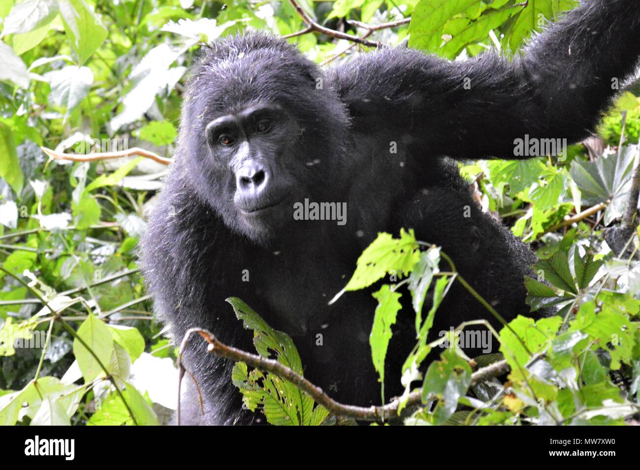 Silverback gorilla di montagna nella foresta impenetrabile di Bwindi, Uganda Foto Stock