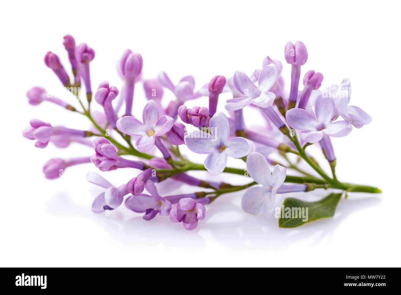 Fioritura il ramo di lillà close-up isolati su sfondo bianco. La fotografia macro di fiori di primavera Foto Stock