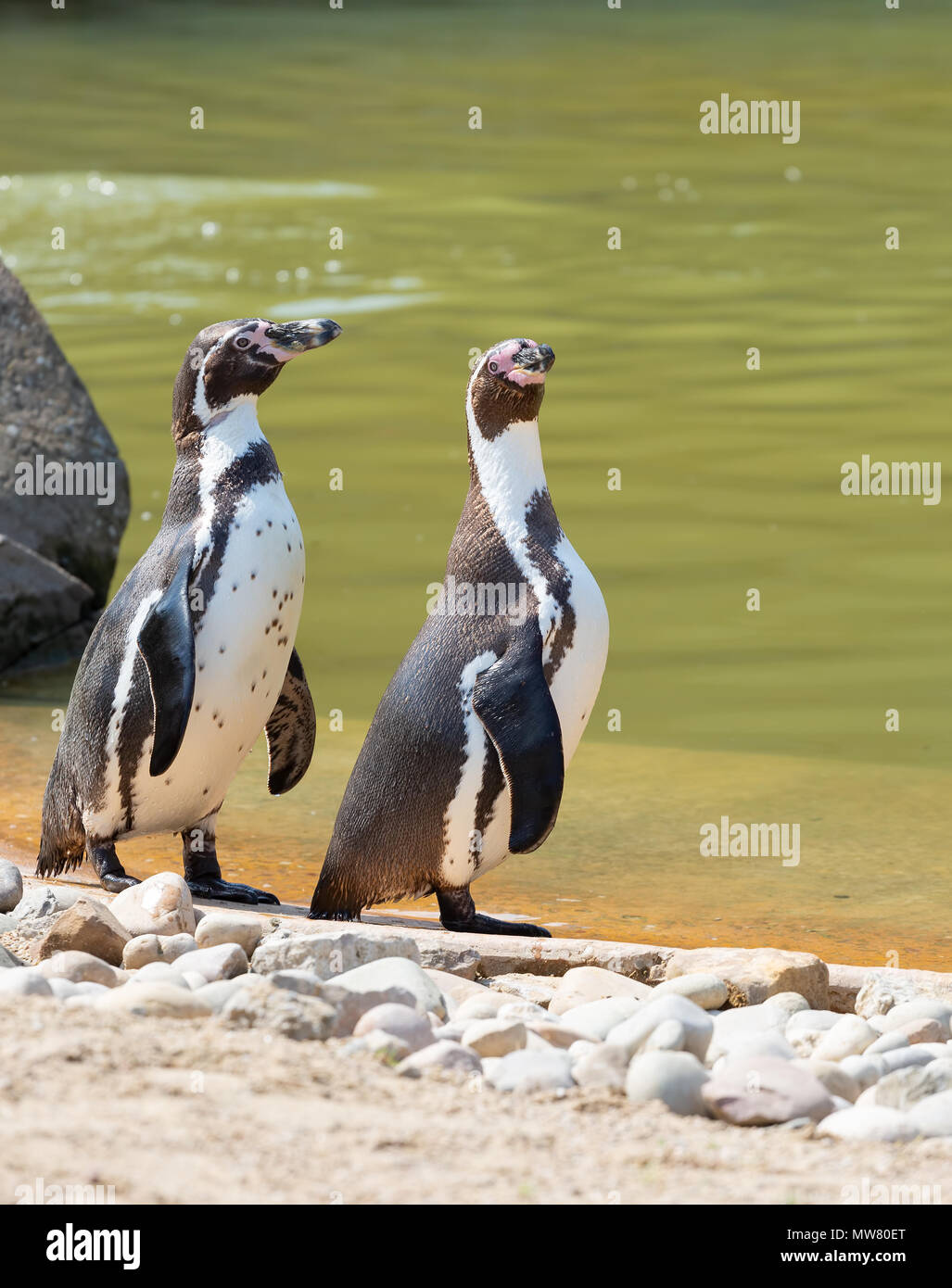 Due pinguini Humboldt in piedi da acqua Foto Stock