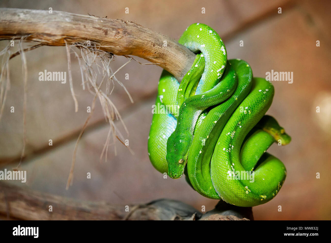 Due serpenti verde su un ramo e entwinded all'altra. Foto Stock