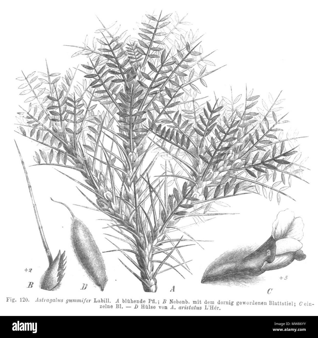 . Astracantha gummifera illustrazione dal libro . 1891. Paolo Hermann Wilhelm Taubert (1862-1897) 60 Astracantha gummifera Taub120 Foto Stock