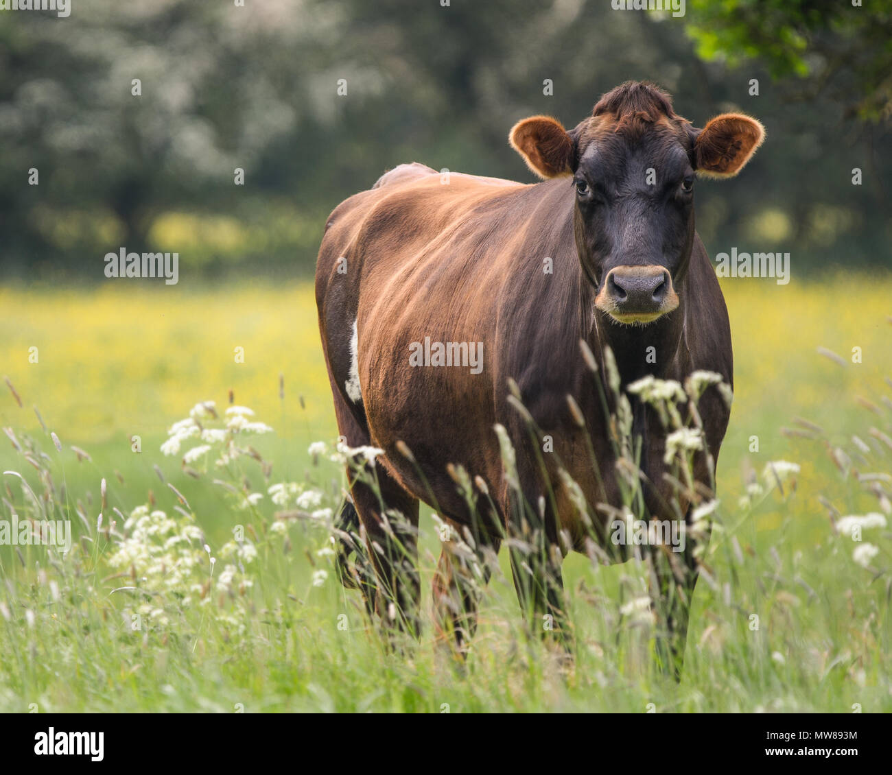 Una chiusura di una mucca marrone in un campo Foto Stock