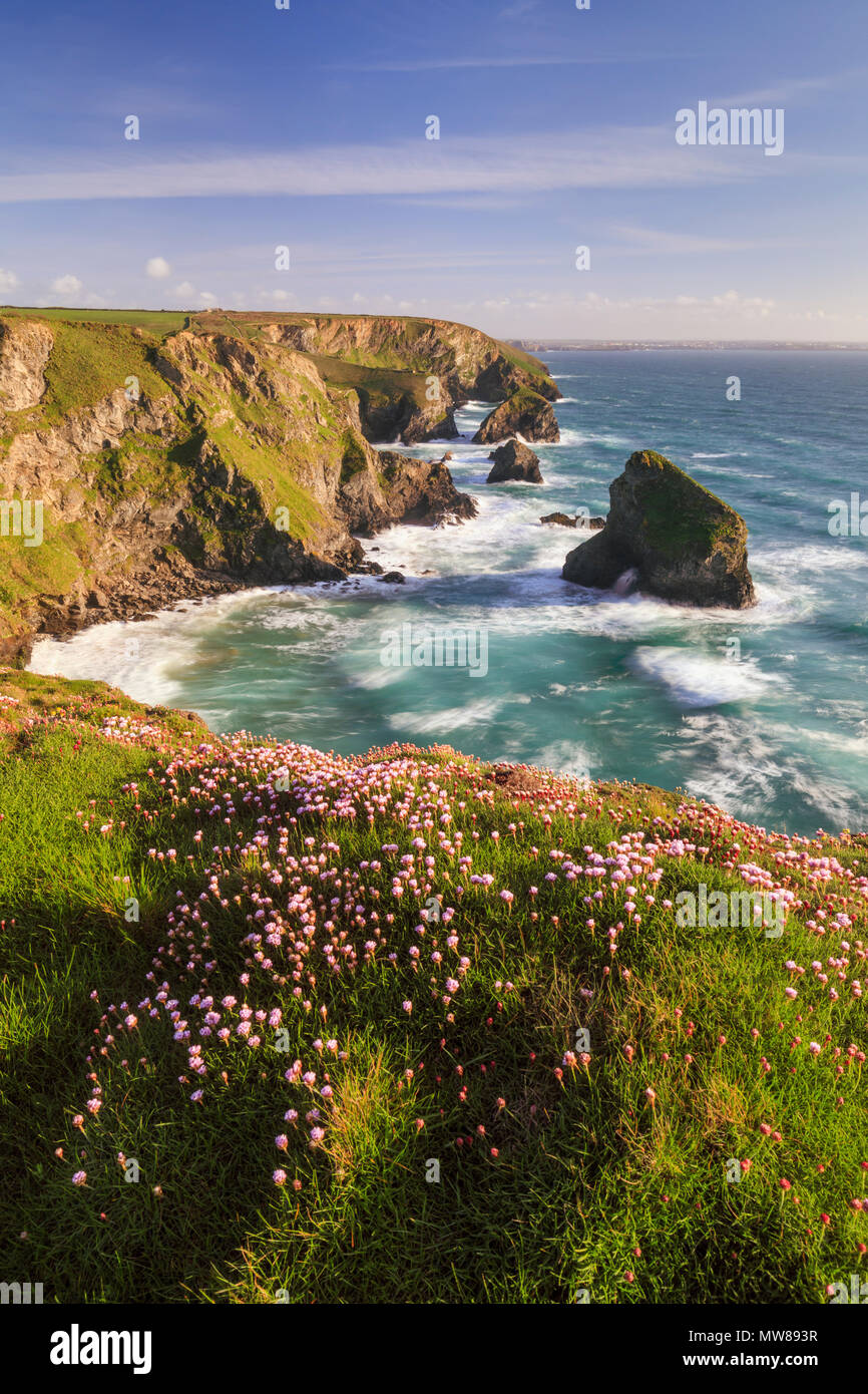 La parsimonia al Bedruthan Steps in Cornovaglia. Foto Stock
