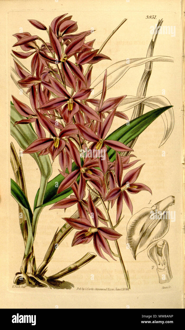 . Illustrazione di Barkeria skinneri (come syn. Epidendrum skinneri) . 1842. Walter Hood Fitch (1817-1892) del., Swan sc. 72 Barkeria skinneri (come Epidendrum skinneri) - Curtis' 68 (N.S. 15) pl. 3951 (1842) Foto Stock