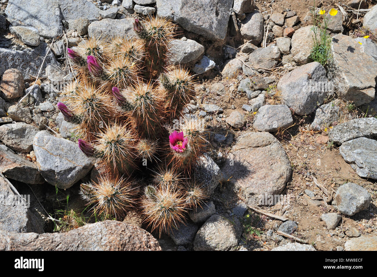 Cactus Hedgehog, Echinocereus engelmannii, Cactus Trail, tamerici Grove, Anza-Borrego Desert State Park, CA 090329 34181 Foto Stock