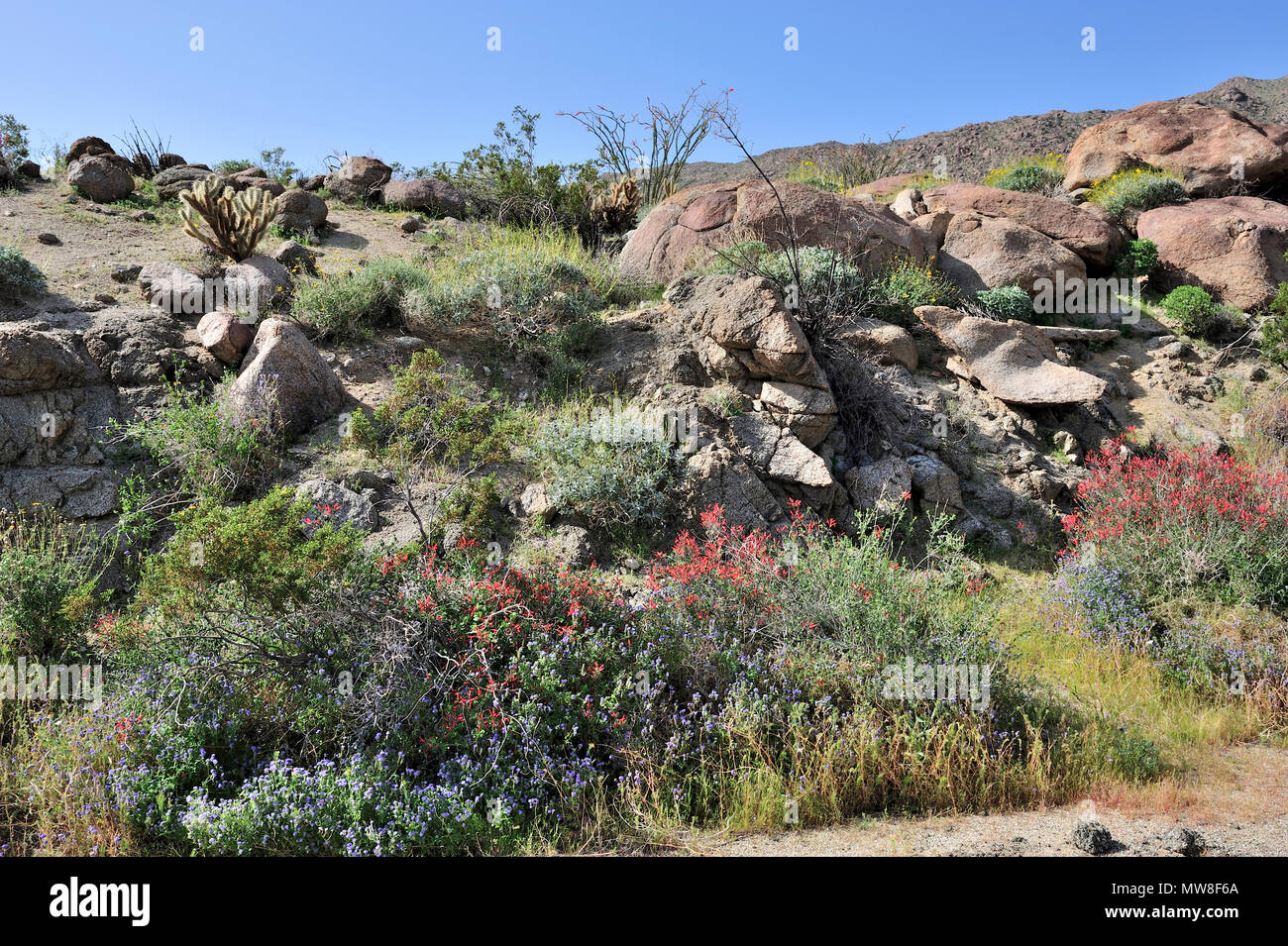 Roccia granitica, Ocotillo, Brittlebush, Canterbury campane, Chuparosa, Glorietta Canyon, Anza-Borrego Desert State Park, CA 100327 35116 Foto Stock