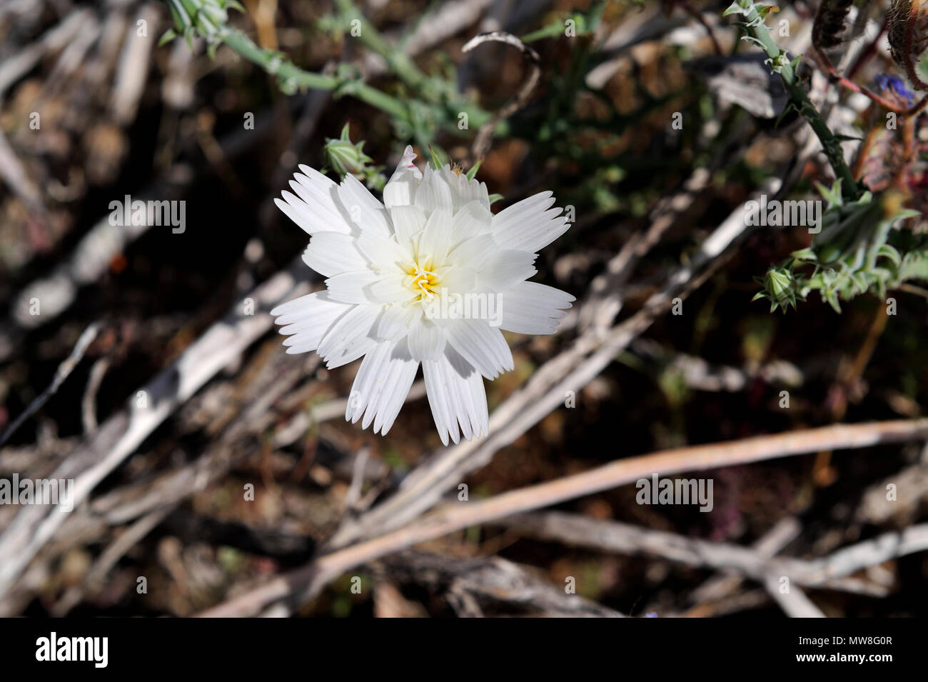 Fiore bianco, deserto cicoria, Plumseed, Rafinesquia neomexicana, Glorietta Canyon, Anza-Borrego Desert State Park, CA 100327 35132 Foto Stock