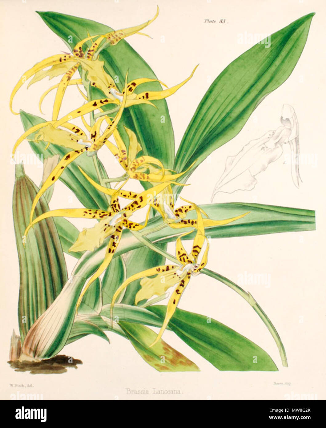 . Illustrazione di Brassia lanceana . 1849. William Jackson Hooker (1785-1865)(descrizioni), Walter Hood Fitch (1817-1892) (Illustrator e incisore) 96 Brassia lanceana - W J Hooker - un secolo - pl 83 Foto Stock