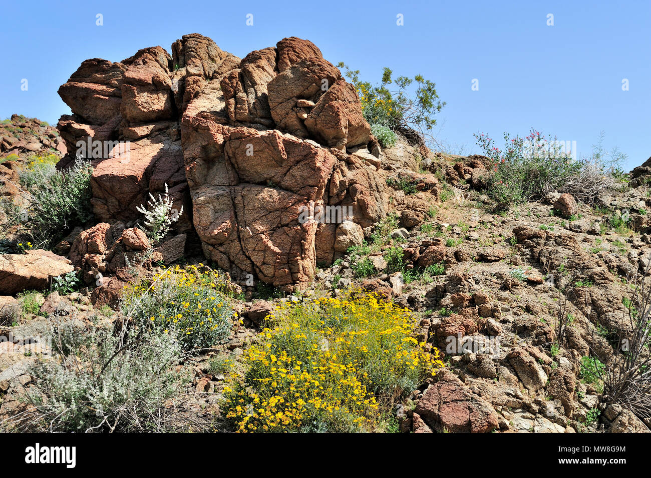 Red Granito metamorfica, Brittlebush, deserto Lavanda, Glorietta Canyon, Anza-Borrego Desert State Park, CA 100327 35158 Foto Stock