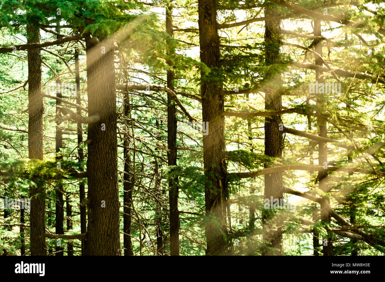 Pini fitti con il golden mattina tramonto cadere sulle foglie verdi e linee. Girato in shimla treks come questo sono le preferite per i turisti Foto Stock