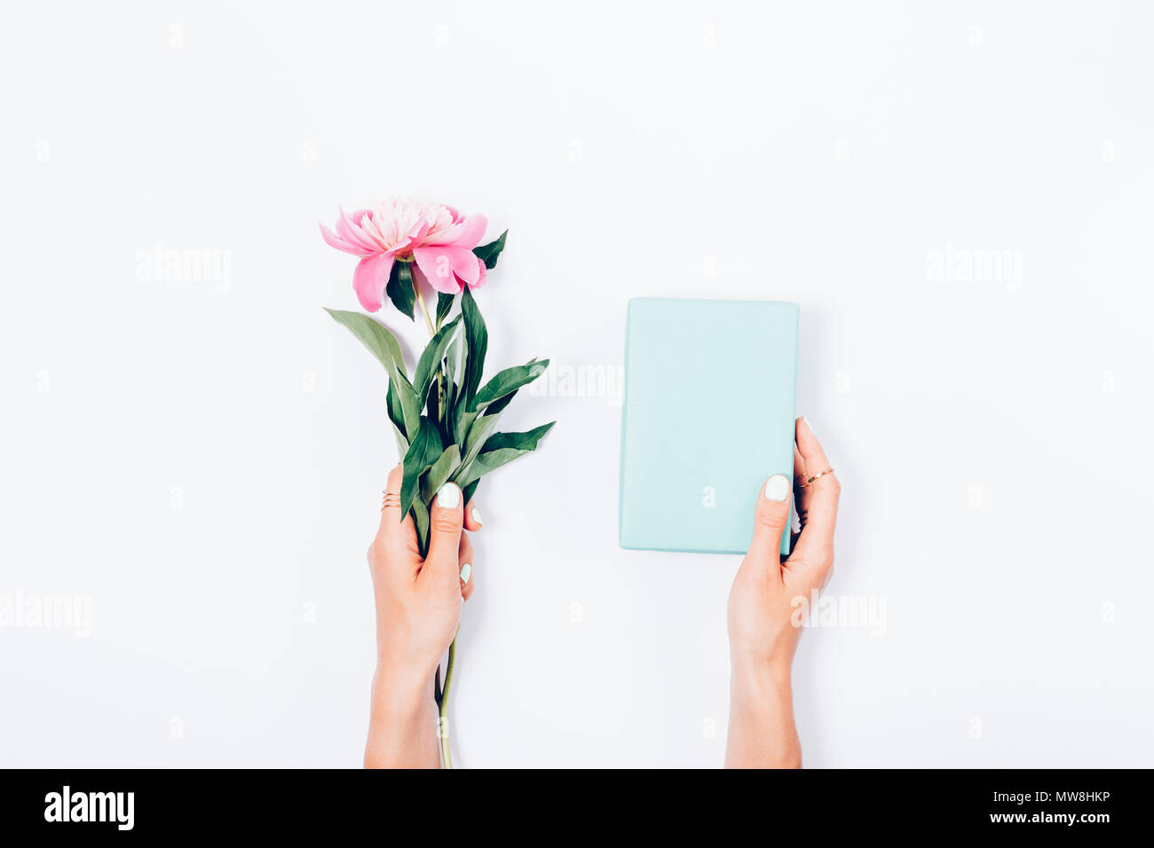 Donna che mantiene un rosa peonia fiore e blue box regalo da uno in ogni mano, vista dall'alto. Elegante appartamento minima disposizione laici su sfondo bianco. Foto Stock