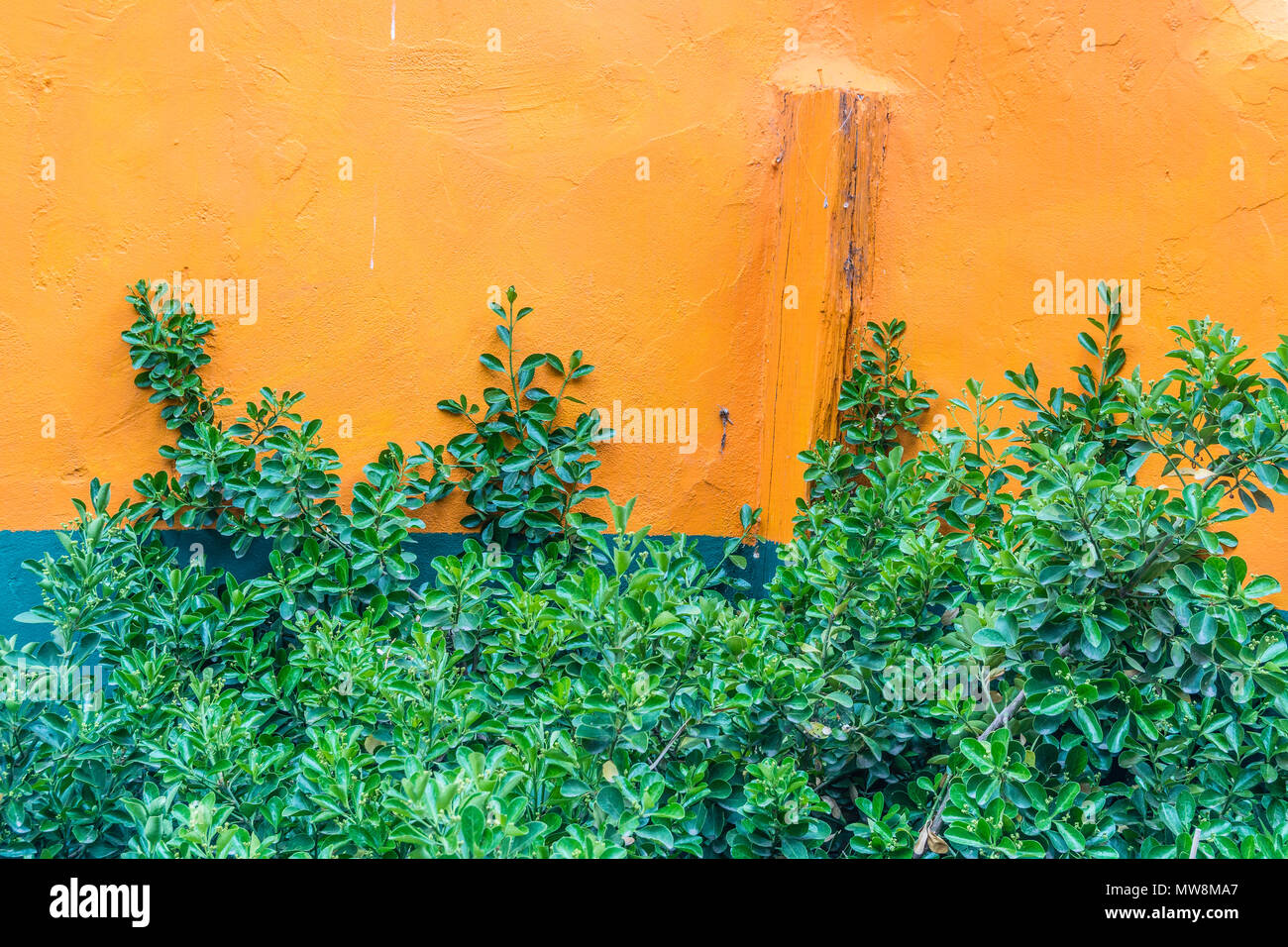 Una parete di lato di un edificio a Madrid, Nuovo Messico è decorato con il secondario primary colori arancione e verde attraverso un verde salendo bush ag Foto Stock
