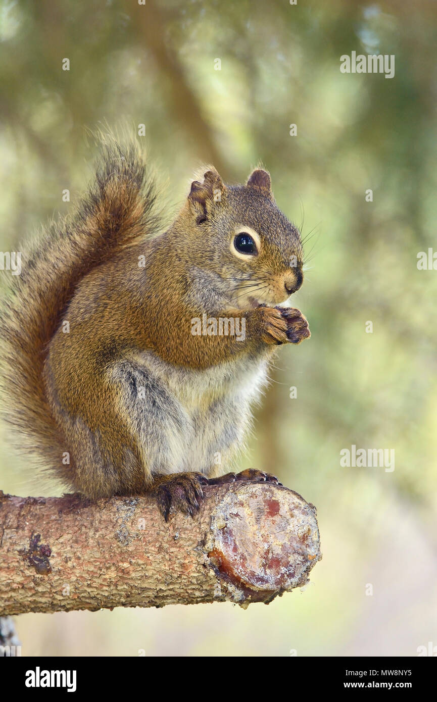 Un'immagine verticale di un selvaggio scoiattolo rosso Tamiasciurus hudsonicus;, utilizzando le sue zampe anteriori per tenere qualcosa che egli sta mangiando. Foto Stock
