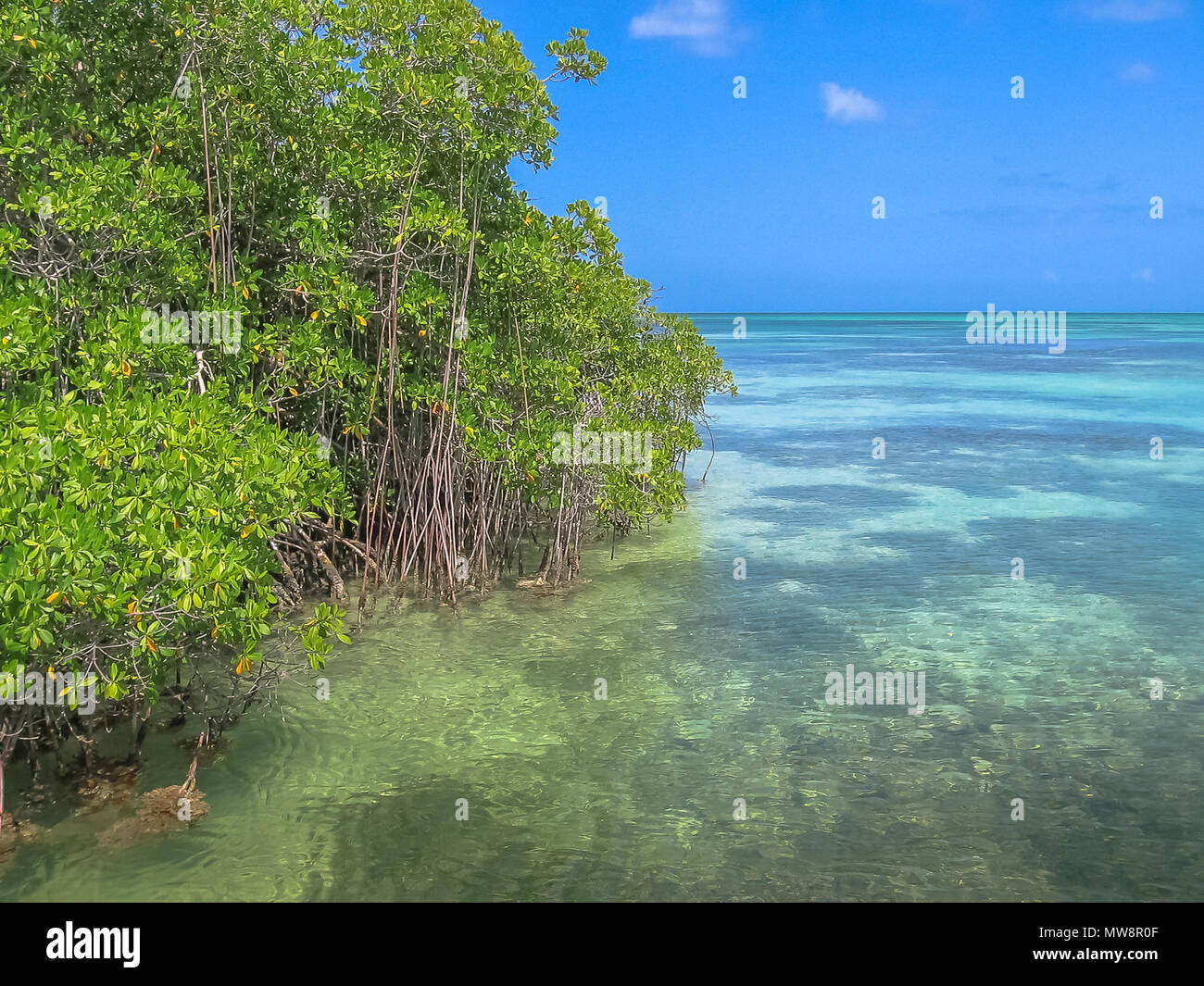 Il Mangrove di Isla Saona in Parque Nacional del Este, parco nazionale orientale, Repubblica Dominicana. Saona Island è uno dei più popolari escursioni partendo da Bayahibe, una popolare destinazione turistica. Foto Stock