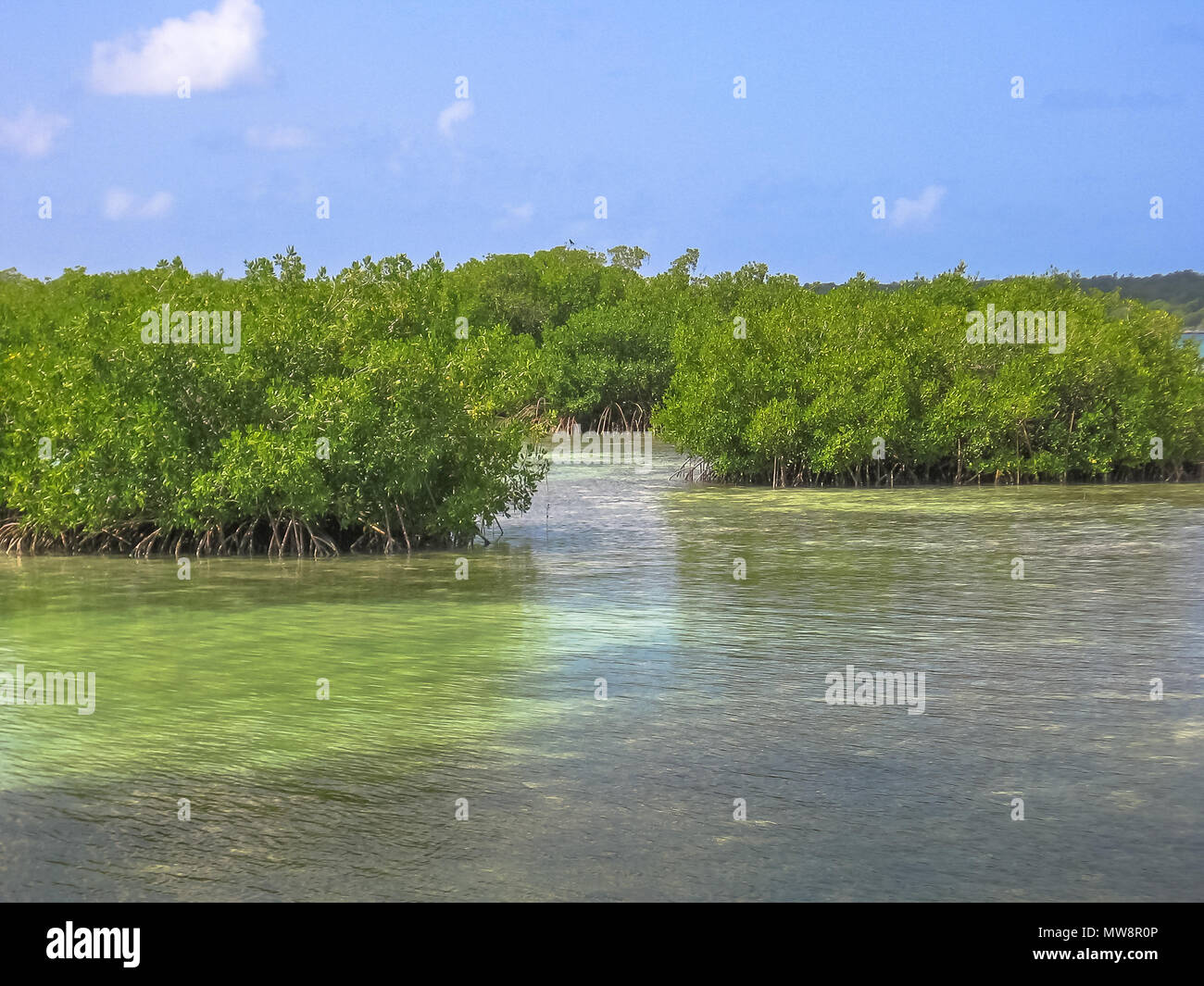 Mangrove di Isla Saona in Parque Nacional del Este, parco nazionale orientale, Repubblica Dominicana. Saona Island è uno dei più popolari escursioni partendo dal villaggio di Bayahibe, una popolare destinazione turistica. Foto Stock