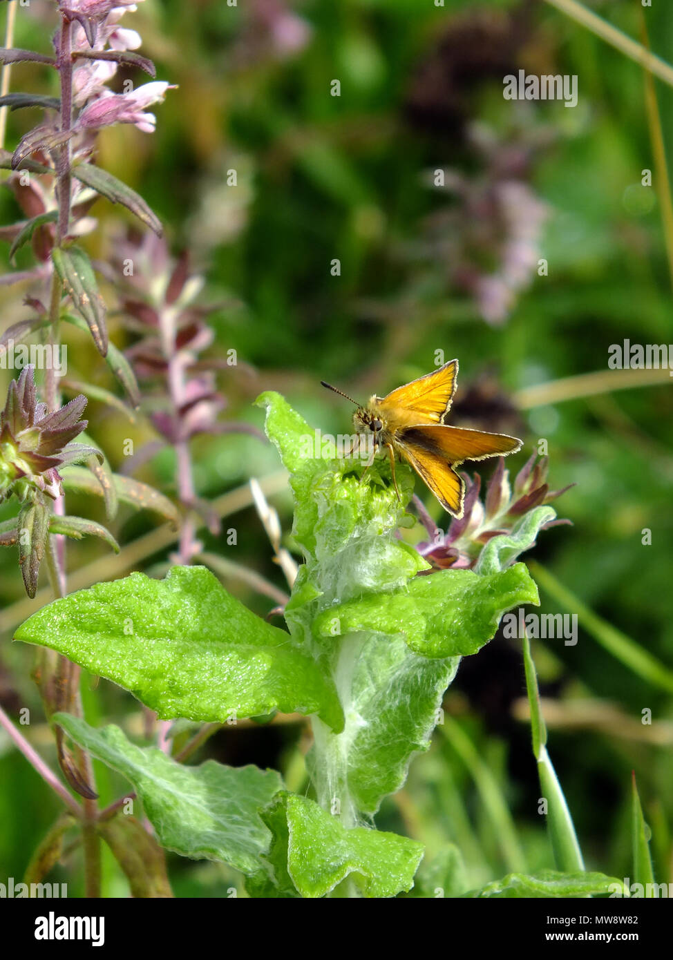 Grande Skipper alimentando il nettare dai fiori di campo Foto Stock