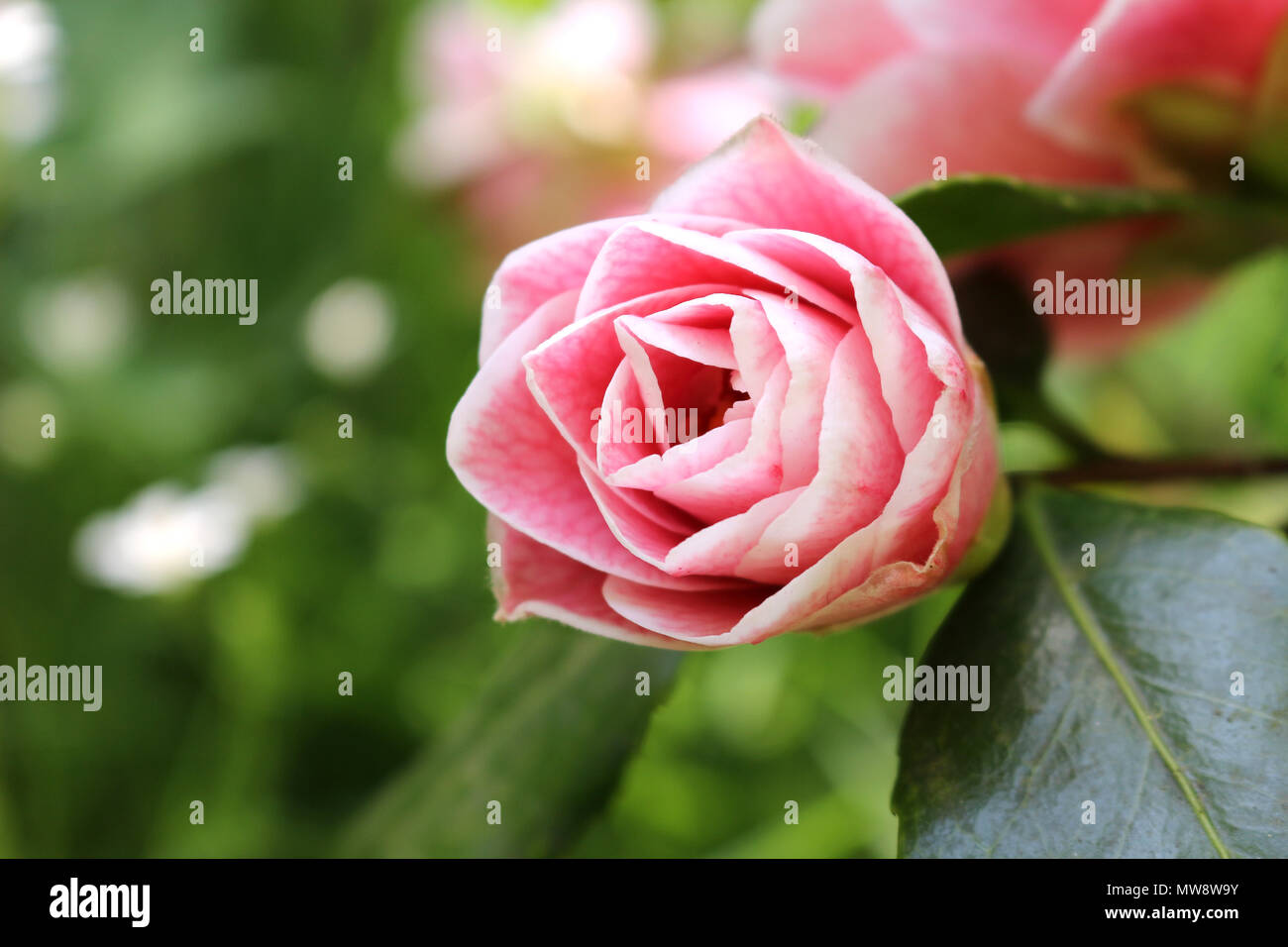 A righe di colore rosa pallido Camellia Flower Foto Stock