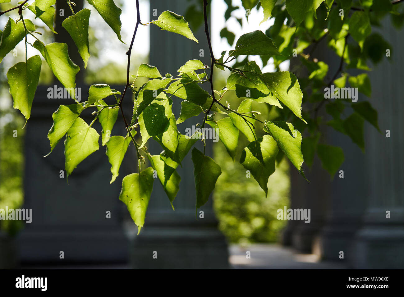 Luce e ombra sulle foglie in primo piano con la costruzione di pilastro in background Foto Stock