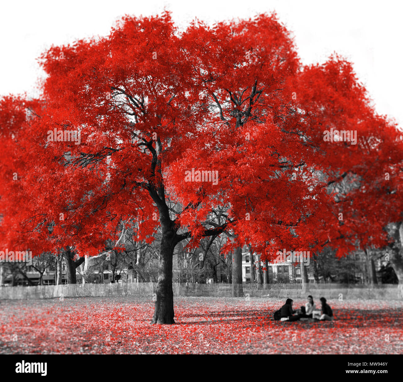 Il gruppo di donne seduto sotto un albero rosso in un bianco e nero paesaggio nella città di New York Foto Stock