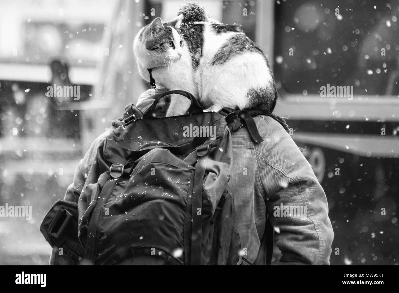 Zaino Cat: è una brutta giornata! Sto andando da nessuna parte speciale e mi sento a disagio e nevica! Foto Stock