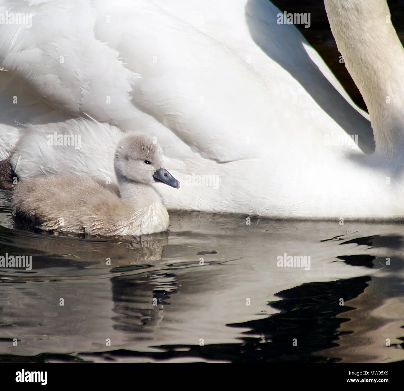 Tiny 3 giorno old swan Baby nuoto accanto a sua madre Foto Stock