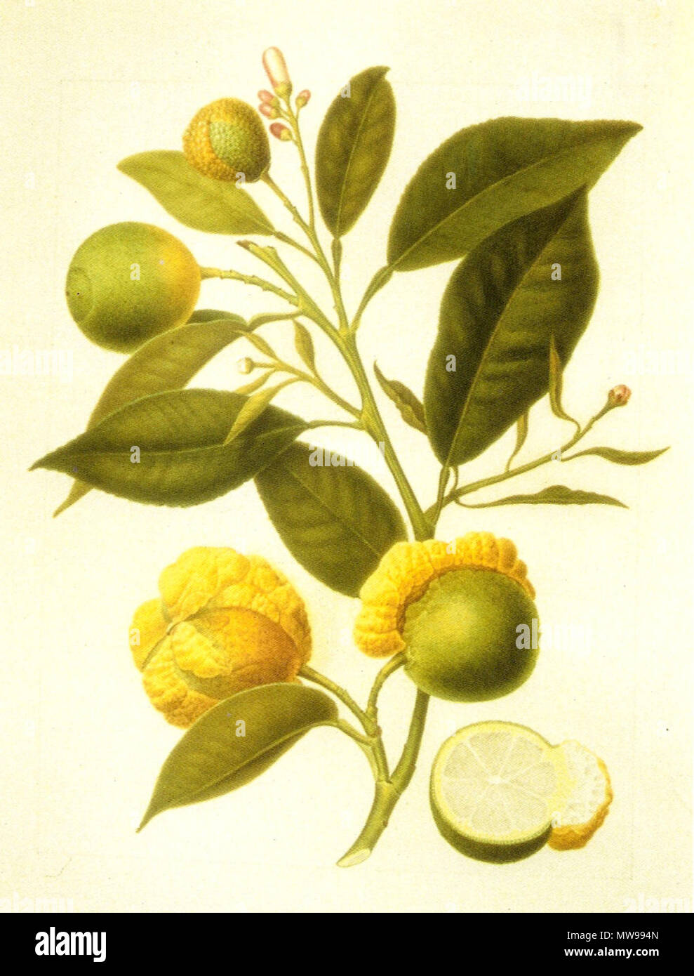 . Citrus aurantium var. bizzarria, Arancio bizzarria. Disegnato da A.Poiteau nel 1811, acquarellato da D.Del Pino nel 1821, cm 45 x 33,5 . Il 13 maggio 2007. Massimo L. 86 Bizzarria Foto Stock