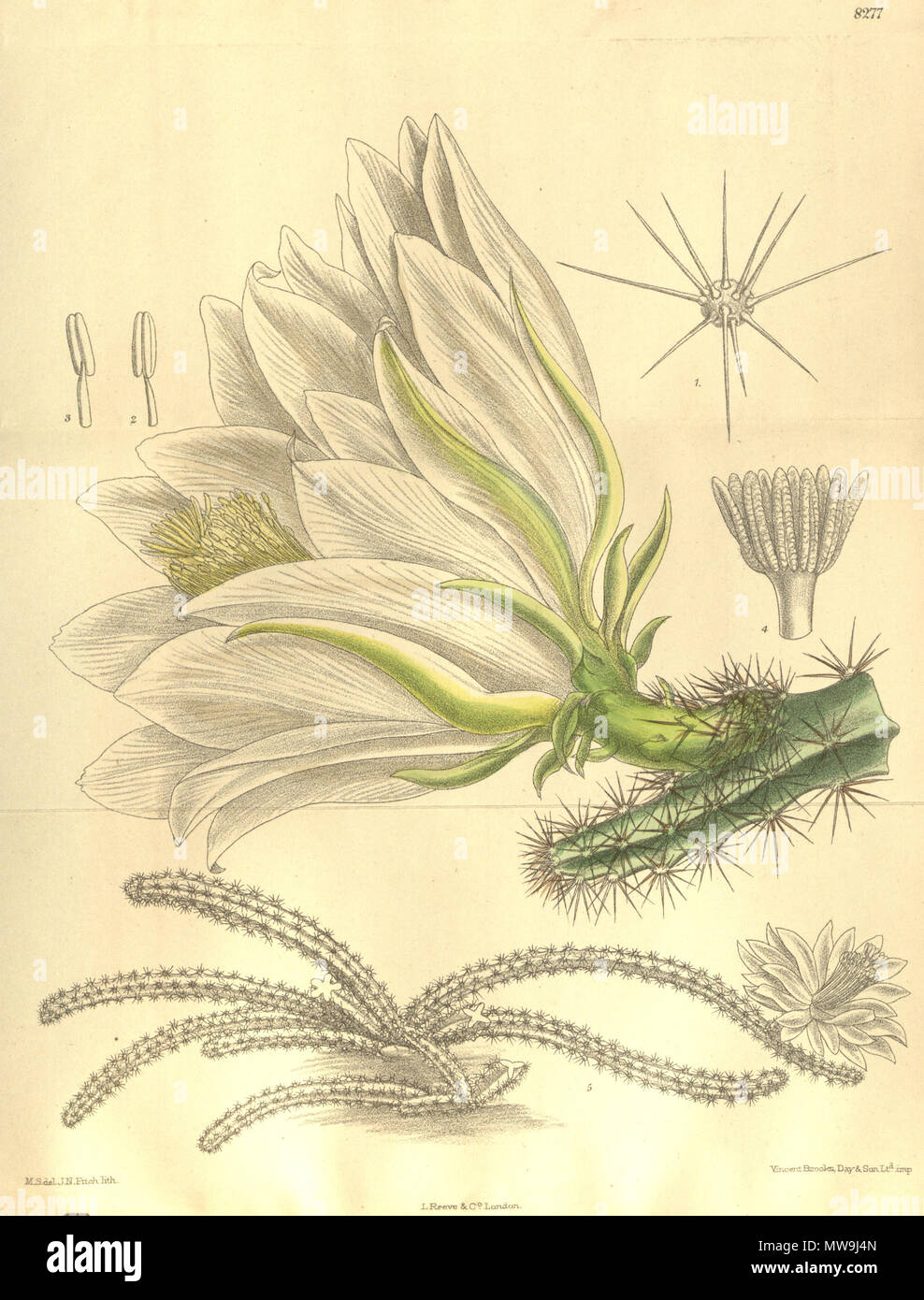 . Cereus amecamensis (= Disocactus speciosus f. amecamensis), Cactaceae . 1909. M.S. del., J.N.Fitch lith. 120 Cereus amecamensis 135-8277 Foto Stock