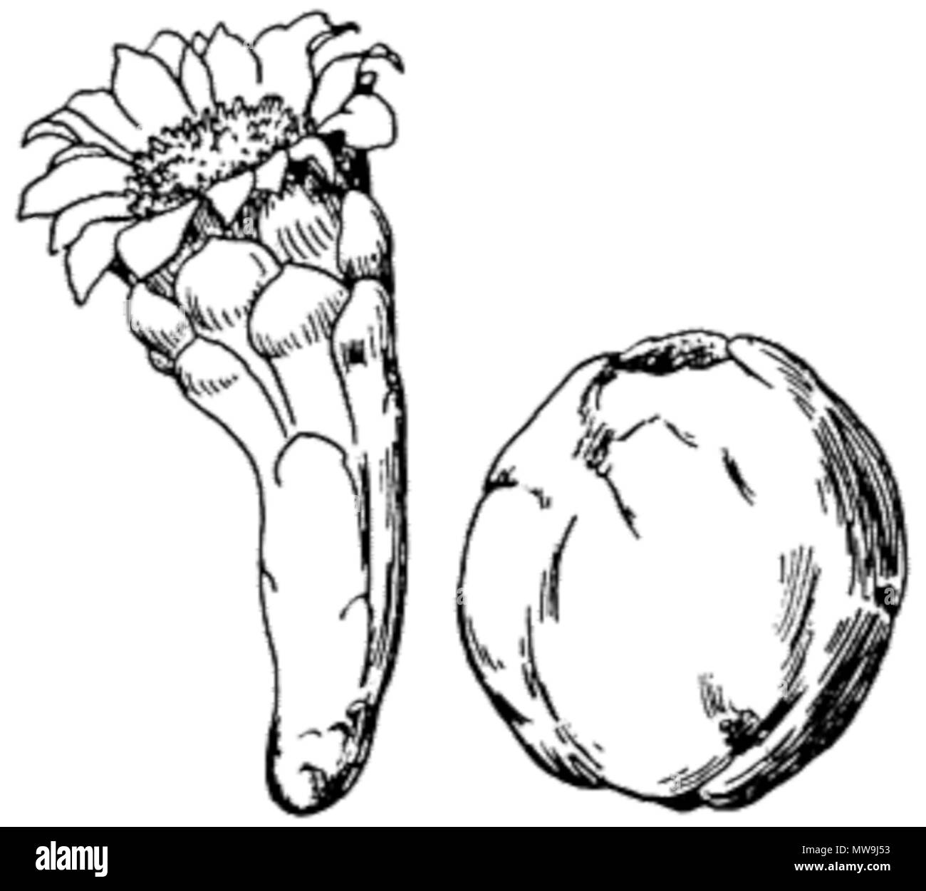 . Cereus fricii . 1920. Britton e Rose 120 Cereus fricii in Britton &AMP; rosa Foto Stock